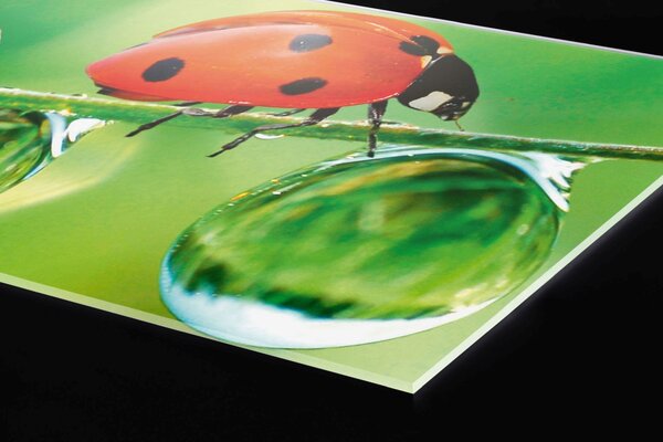 Plexi a konyhapult mögött katicabogár - 100 x 60 cm