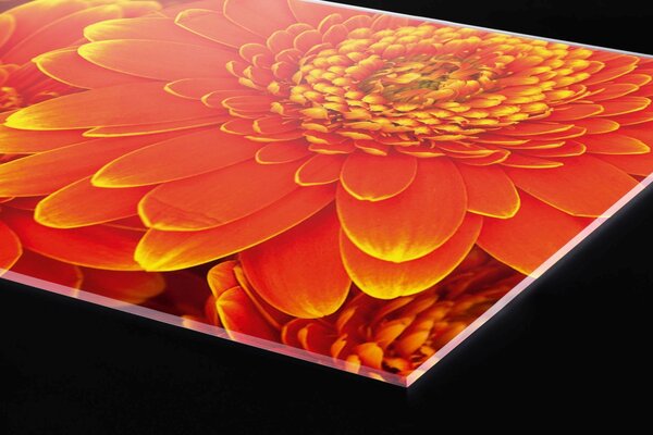 Plexi a konyhapult mögött gerbera - 100 x 60 cm