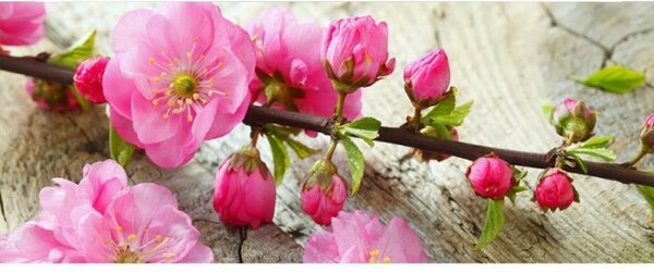 Panorámás nem szőtt fotótapéta sakura 375 x 150 cm