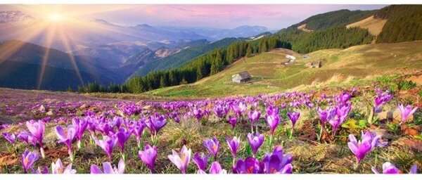 Panorámás nem szőtt fotótapéta krókuszok tavasszal 375 x 150 cm