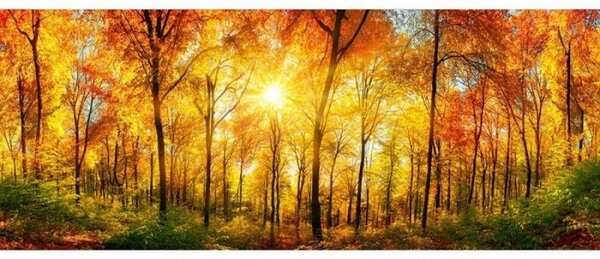 Panorámás nem szőtt fotótapéta napos erdő 375 x 150 cm