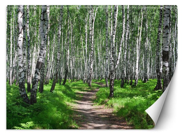 Gario Fotótapéta Nyírfa erdő Anyag: Vlies, Méret: 200 x 140 cm