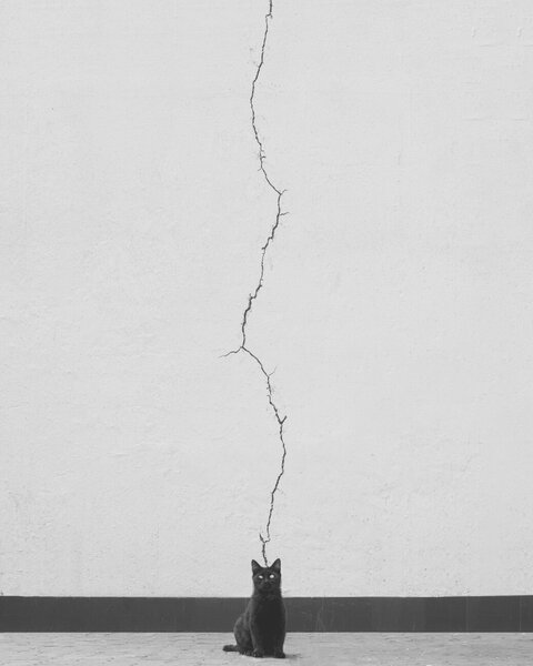 Művészeti fotózás Cat thoughts, alizolghadri93, (30 x 40 cm)