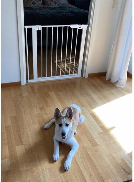 DogSpace Lassie Kutyarács 73-80cm cm fehér