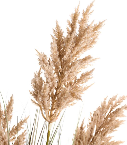 Műnövény MISCANTHUS GRASS 120 cm Barna