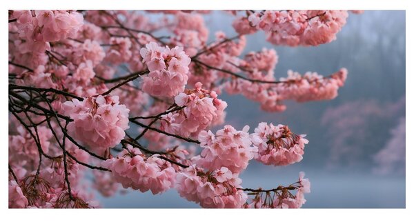 Kép virágzó sakura nyugodt víz felett