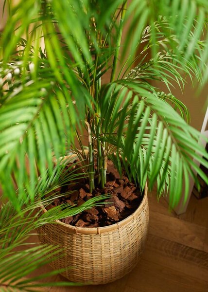 Mű Areca pálma 180 cm – élethű beltéri növény - 151 - 180 cm