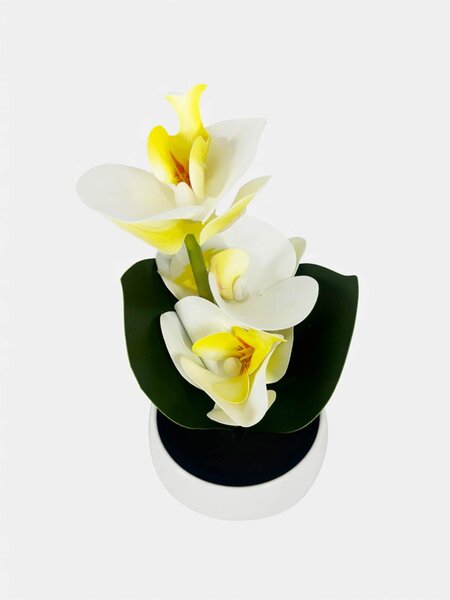 Sinsay - Dekoratív cserepes növény – orchidea - krémszínű