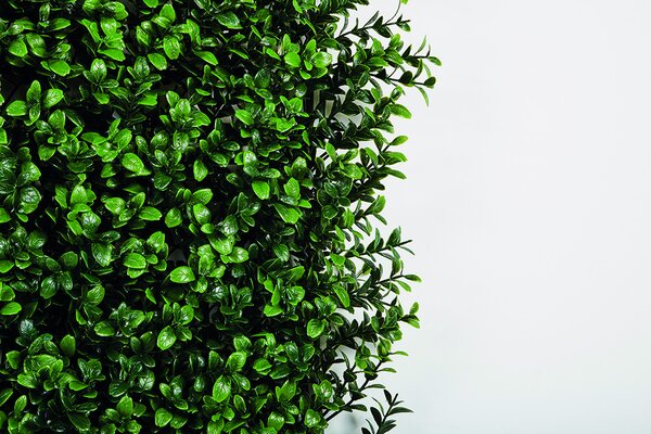 VERTICAL BUXUS zöldfal buxus levelekkel 1x1 m