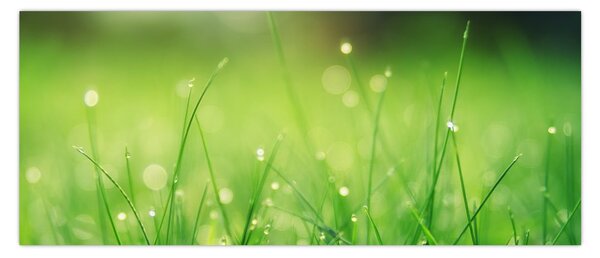 Kép - harmatos fű (120x50 cm)