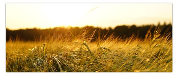 Harmatos fű képe (120x50 cm)