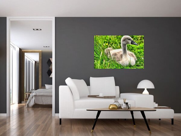 Kép - kis hattyú a fűben (90x60 cm)