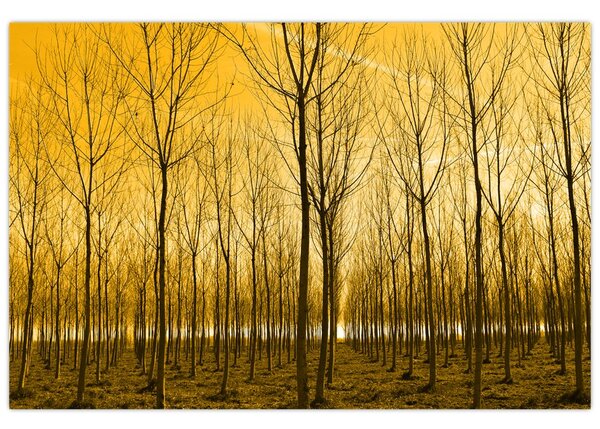 Kép - Faültetvény (90x60 cm)