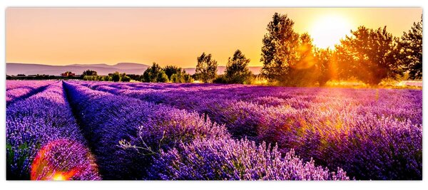 A levendula mező képe, Provence (120x50 cm)