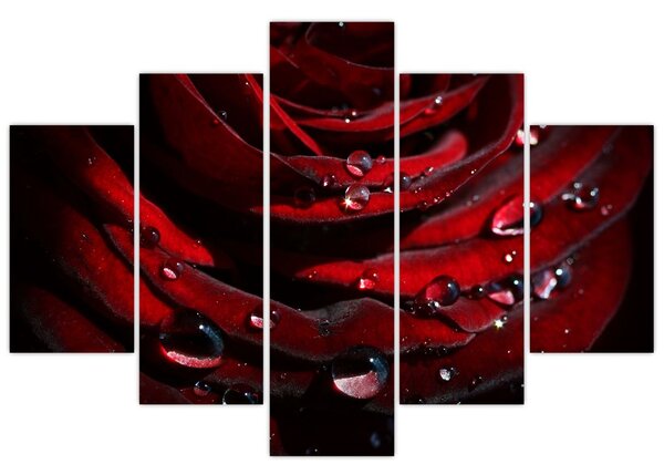 Kép - Rózsa részlete (150x105 cm)