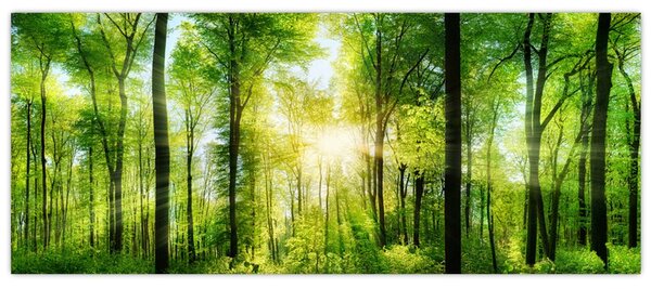 Kép - Hajnal az erdőben (120x50 cm)