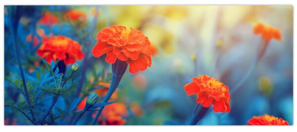 Kép - Narancssárga virágok (120x50 cm)