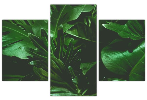 Kép - Pálmalevél (90x60 cm)