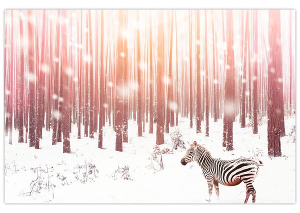 Kép - Zebra egy havas erdőben (90x60 cm)