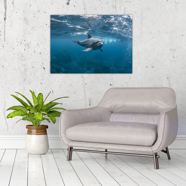Kép - Delfin a felszín alatt (70x50 cm)