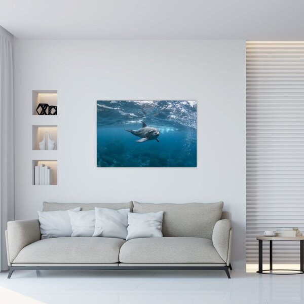 Kép - Delfin a felszín alatt (90x60 cm)