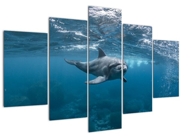 Kép - Delfin a felszín alatt (150x105 cm)