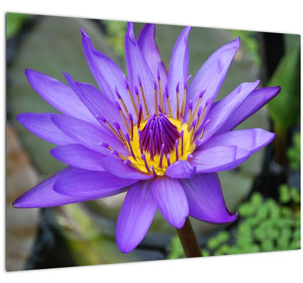 Kép - Lila virág (70x50 cm)