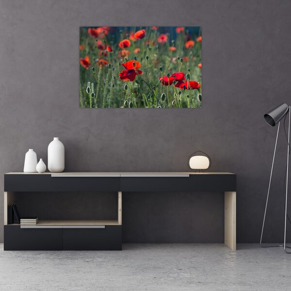 Kép - Rét mák virággal (90x60 cm)