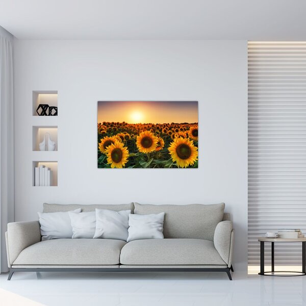 Kép - Napraforgó (90x60 cm)