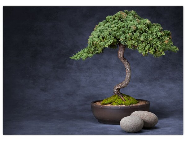 Kép - Bonsai (70x50 cm)