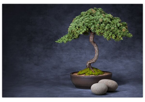 Kép - Bonsai (90x60 cm)