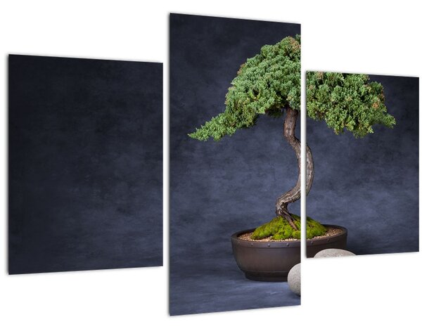 Kép - Bonsai (90x60 cm)