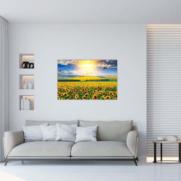 Kép - Napraforgó mező (90x60 cm)