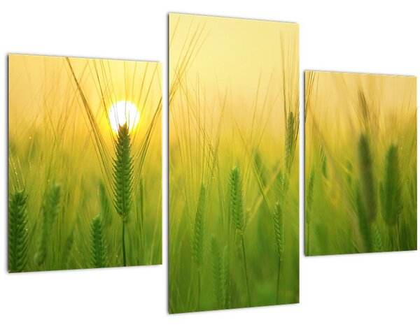 Kép - Mező gabonával (90x60 cm)