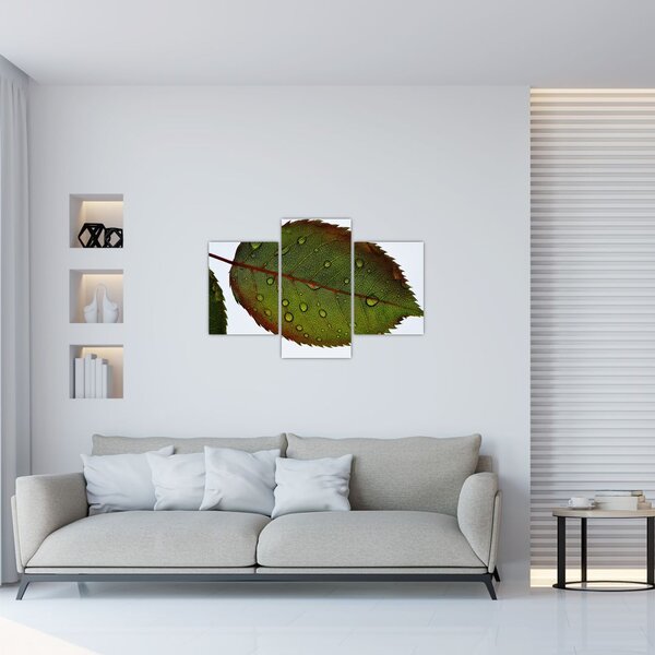 Kép - Rózsalevél (90x60 cm)