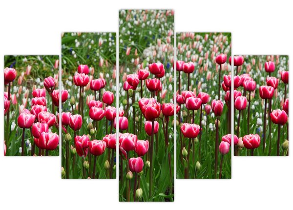 Tulipán képe (150x105 cm)