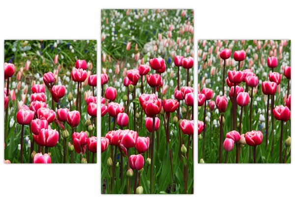 Tulipán képe (90x60 cm)