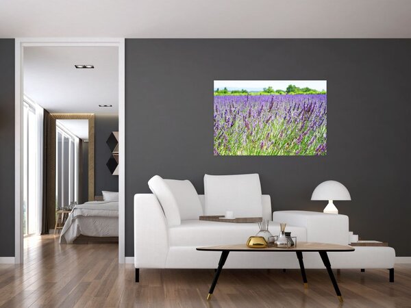 Egy mező képe a levendulával (90x60 cm)