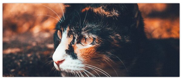 Kép - A macska látképe (120x50 cm)