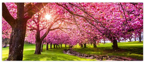 A virágzó cseresznye képe, Hurd Park, Dover, New Jersey (120x50 cm)