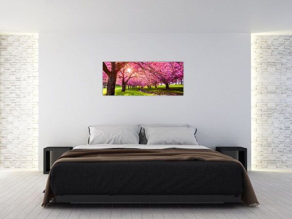 A virágzó cseresznye képe, Hurd Park, Dover, New Jersey (120x50 cm)