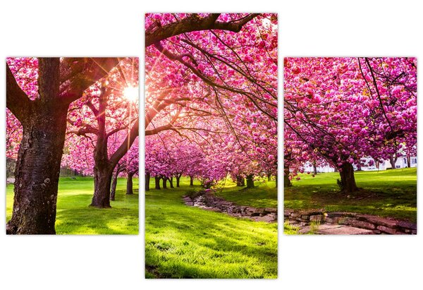 A virágzó cseresznye képe, Hurd Park, Dover, New Jersey (90x60 cm)