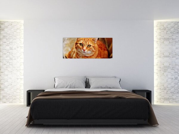 Egy fekvő macska képe (120x50 cm)