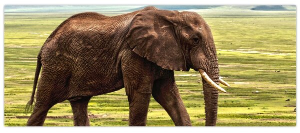 Egy elefánt képe (120x50 cm)