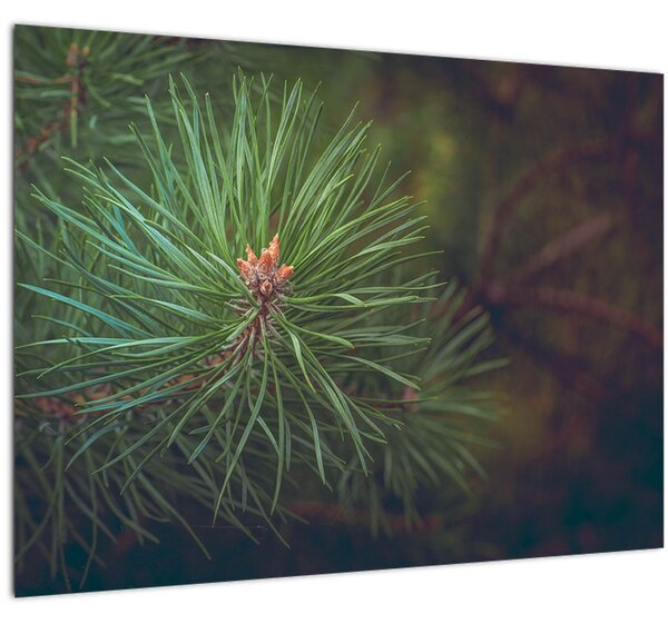 Kép - Fenyőfa részlete (70x50 cm)