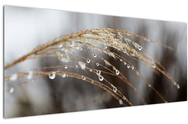 Cseppkép egy növényen (120x50 cm)