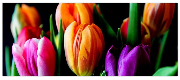 Tulipánok képe fekete alapon (120x50 cm)