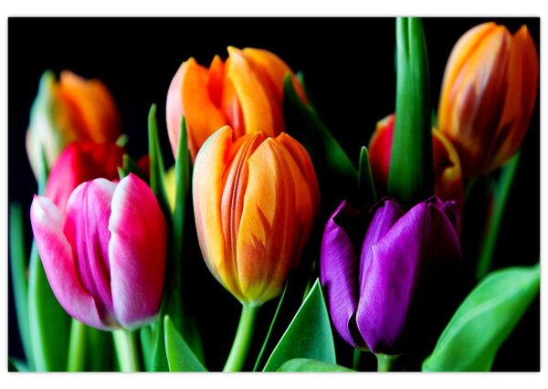 Tulipánok képe fekete alapon (90x60 cm)