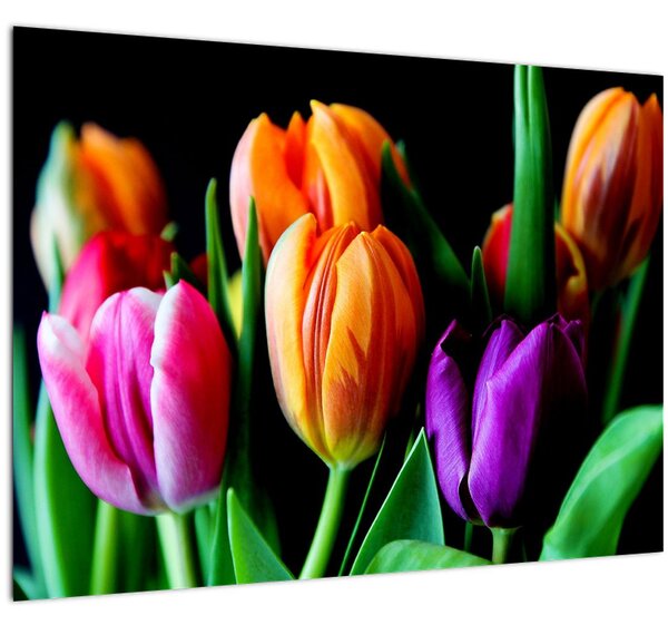 Tulipánok képe fekete alapon (70x50 cm)