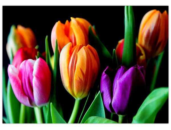Tulipánok képe fekete alapon (70x50 cm)